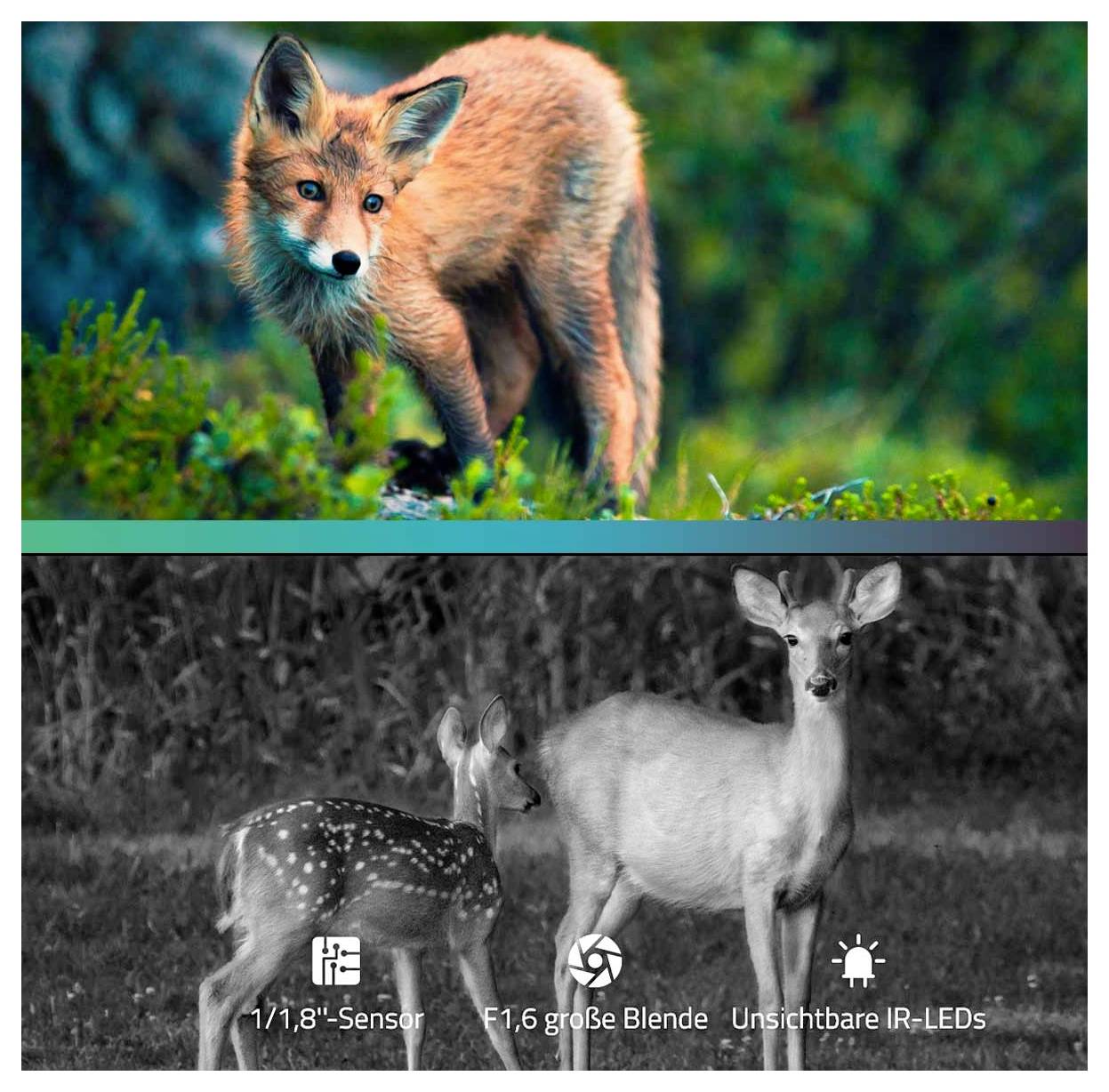 Ein junger Fuchs steht wachsam in einer Waldlandschaft, bei farbenfrohem Tag. Darunter sind zwei Rehe in Schwarz-Weiß zu sehen, nachts mit Infrarottechnik aufgenommen.
