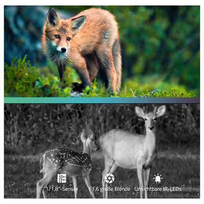 Ein junger Fuchs steht wachsam in einer Waldlandschaft, bei farbenfrohem Tag. Darunter sind zwei Rehe in Schwarz-Weiß zu sehen, nachts mit Infrarottechnik aufgenommen.