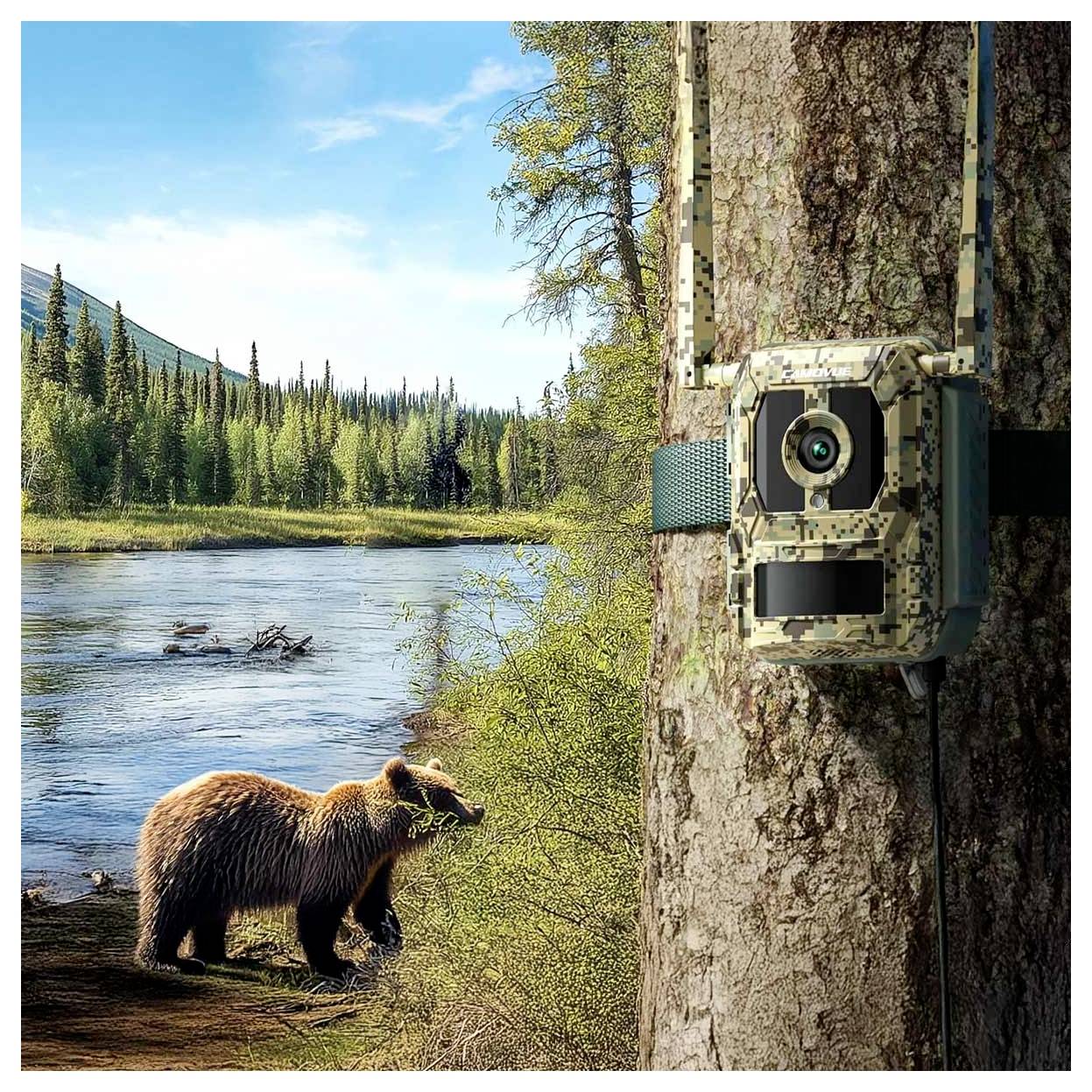 Eine Wildtierkamera, die an einem Baum befestigt ist, erfasst ein Bild von einem Braunbären an einem Fluss in einer üppigen Waldlandschaft.