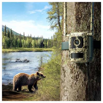 Eine Wildtierkamera, die an einem Baum befestigt ist, erfasst ein Bild von einem Braunbären an einem Fluss in einer üppigen Waldlandschaft.