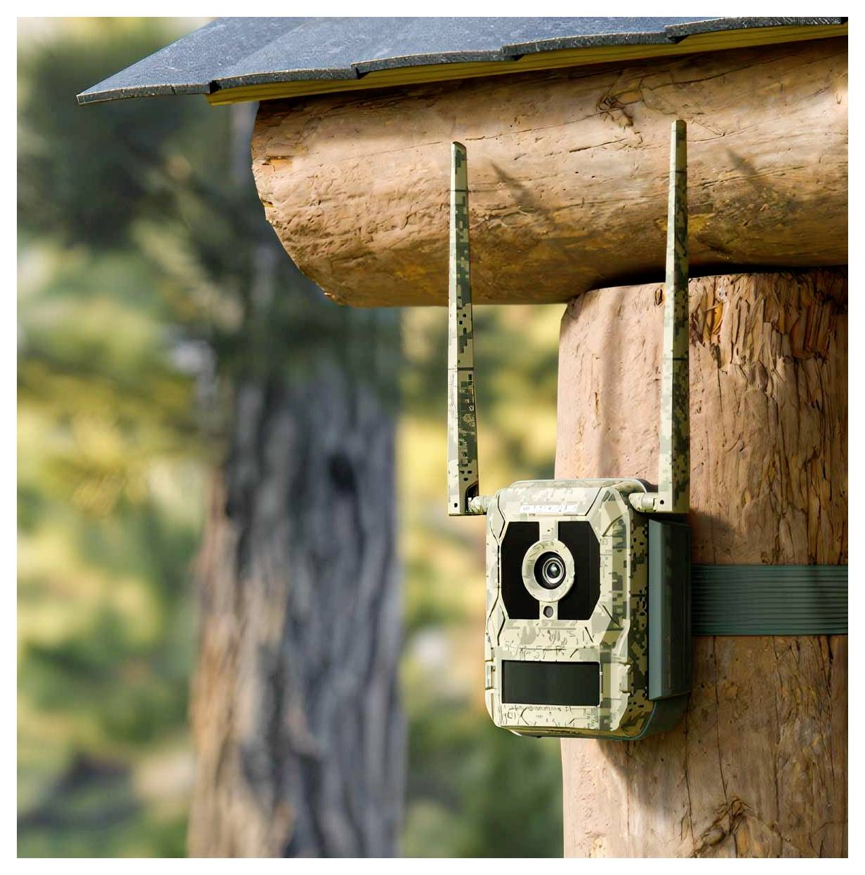 Eine getarnte Wildkamera mit Antennen ist an einer Holzkonstruktion in einem bewaldeten Gebiet befestigt, wobei die Bäume im Hintergrund unscharf sind.