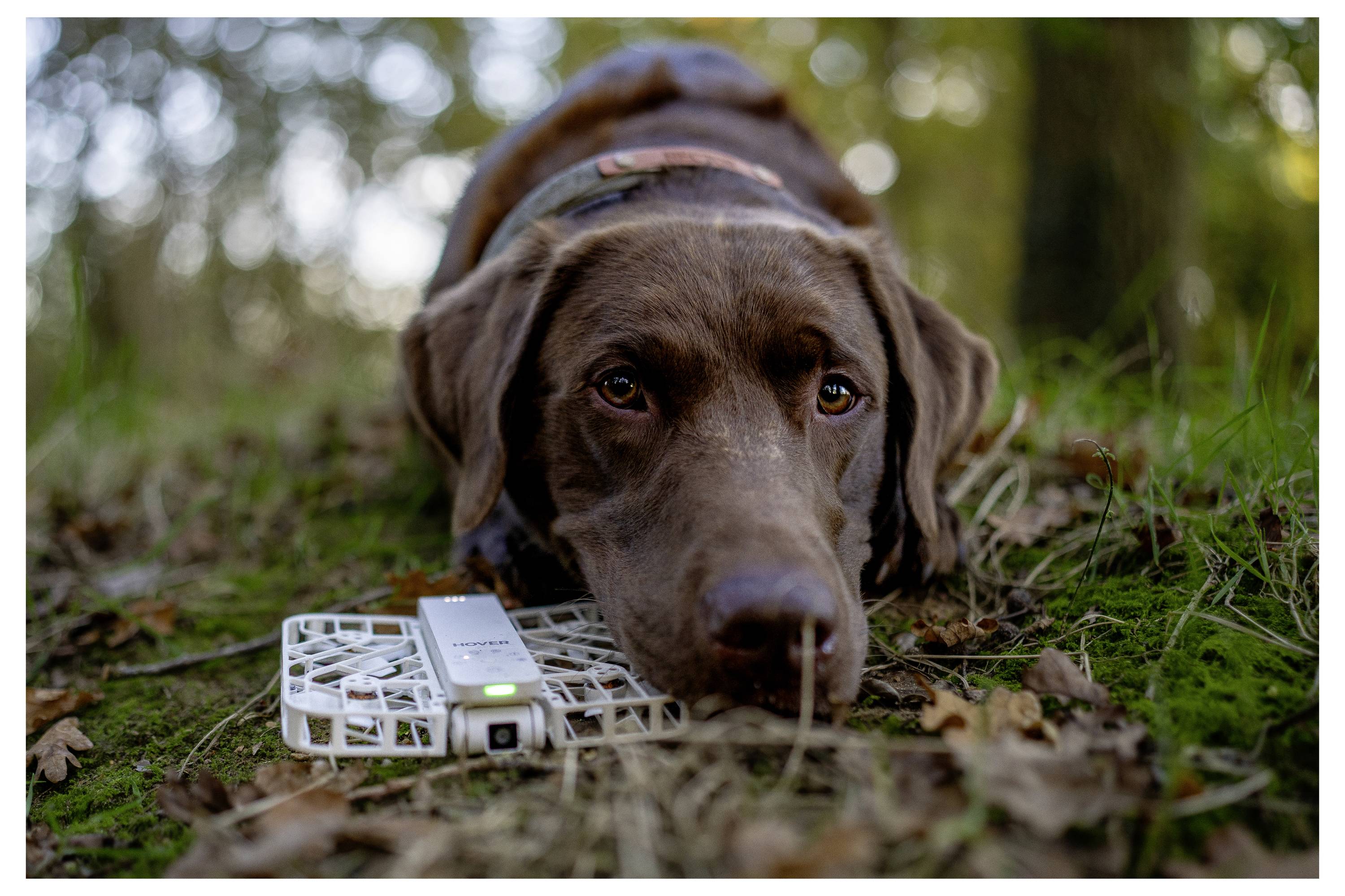 Ein brauner Hund liegt auf dem grasigen Waldboden und ruht seinen Kopf in der Nähe einer kleinen Drohne mit Propellerschutz und leuchtender Anzeige.