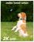 Ein Beagle steht aufmerksam im Gras und blickt auf einen Schmetterling über sich, wobei der Text 'Jedes Detail sehen' und '2K QHD' zu sehen ist.