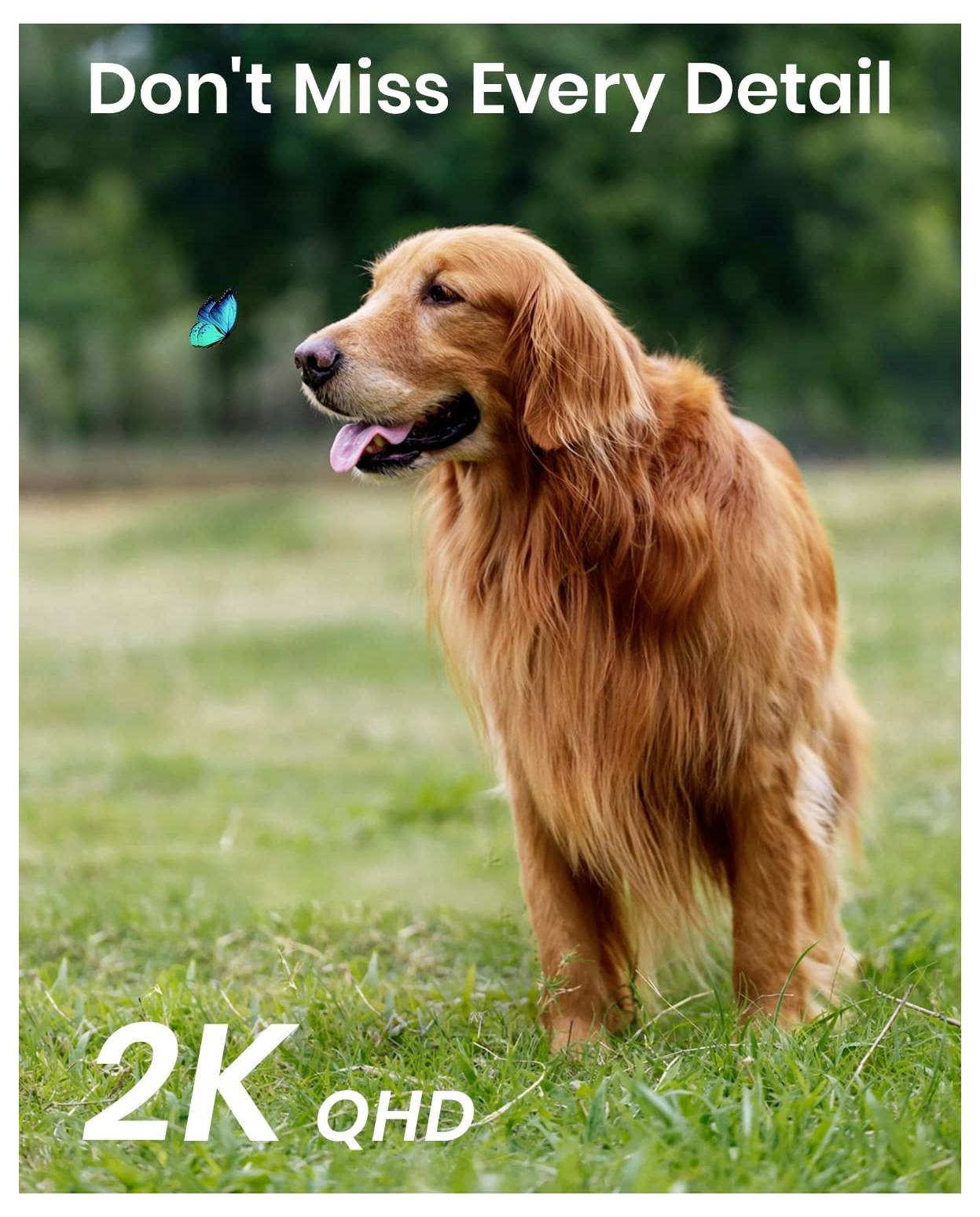 Ein Golden Retriever steht auf Gras und blickt auf einen blauen Schmetterling. Text lautet „Verpasse Keine Einzelheit" und „2K QHD".