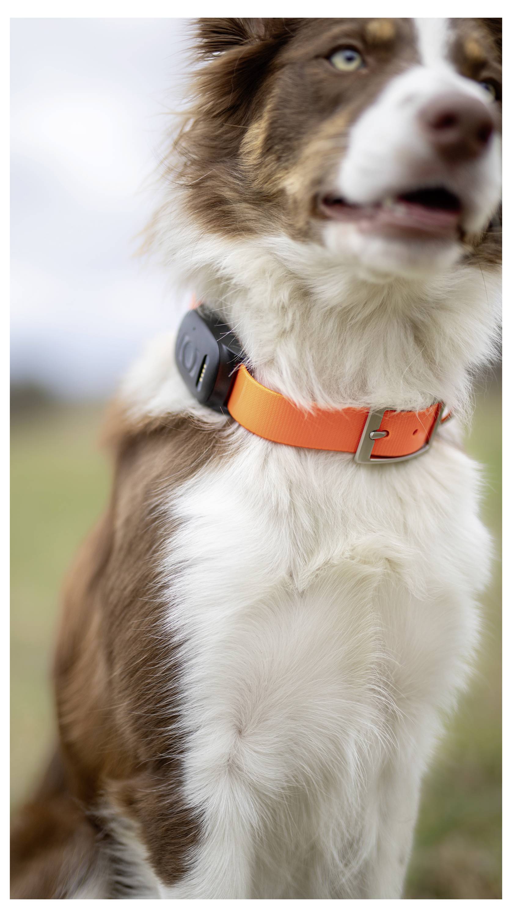 Ein Hund trägt ein orangefarbenes Halsband mit einem schwarzen elektronischen Gerät, das daran befestigt ist, und steht draußen mit unscharfem Hintergrund.