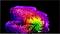 Abstrakte 3D-Darstellung einer farbenfrohen, bandartigen Spiralform in Regenbogenfarben auf schwarzem Hintergrund, die einer gefalteten Rose oder einer geschichteten Muschel ähnelt.