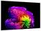 Abstrakte farbenfrohe 3D-Spirale auf schwarzem Hintergrund mit mehrschichtigen Regenbogenfälten, die wie ein geformtes Band oder eine Blume aussehen.