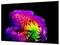 Abstrakte farbenfrohe 3D-Darstellung von geschichteten, gefalteten bandartigen Formen, die auf schwarzem Hintergrund einen Regenbogenstrudel bilden.