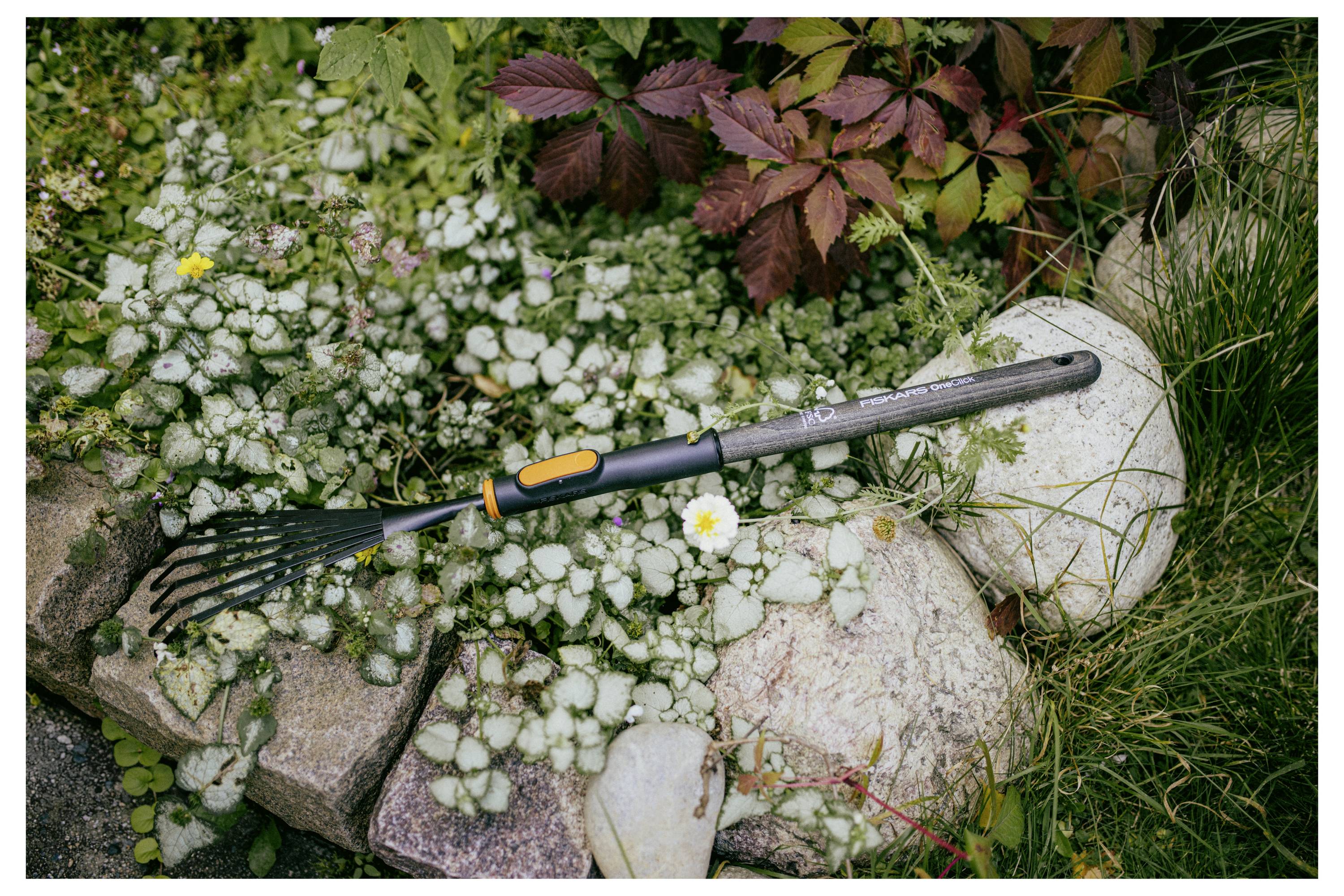 Gartenhandrechen, der auf Steinen inmitten von Bodenbelag und Gras ruht, mit einem weißen Stein und rötlichen Blättern in der Nähe.