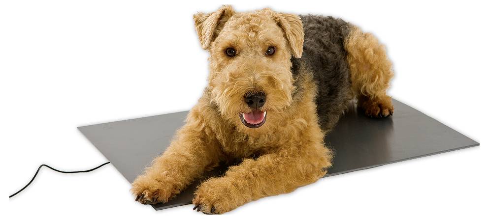 Ein braun-schwarzer Hund liegt auf einer grauen Matte, schaut in die Kamera und hat die Vorderpfoten ausgestreckt und die Zunge leicht herausgestreckt.
