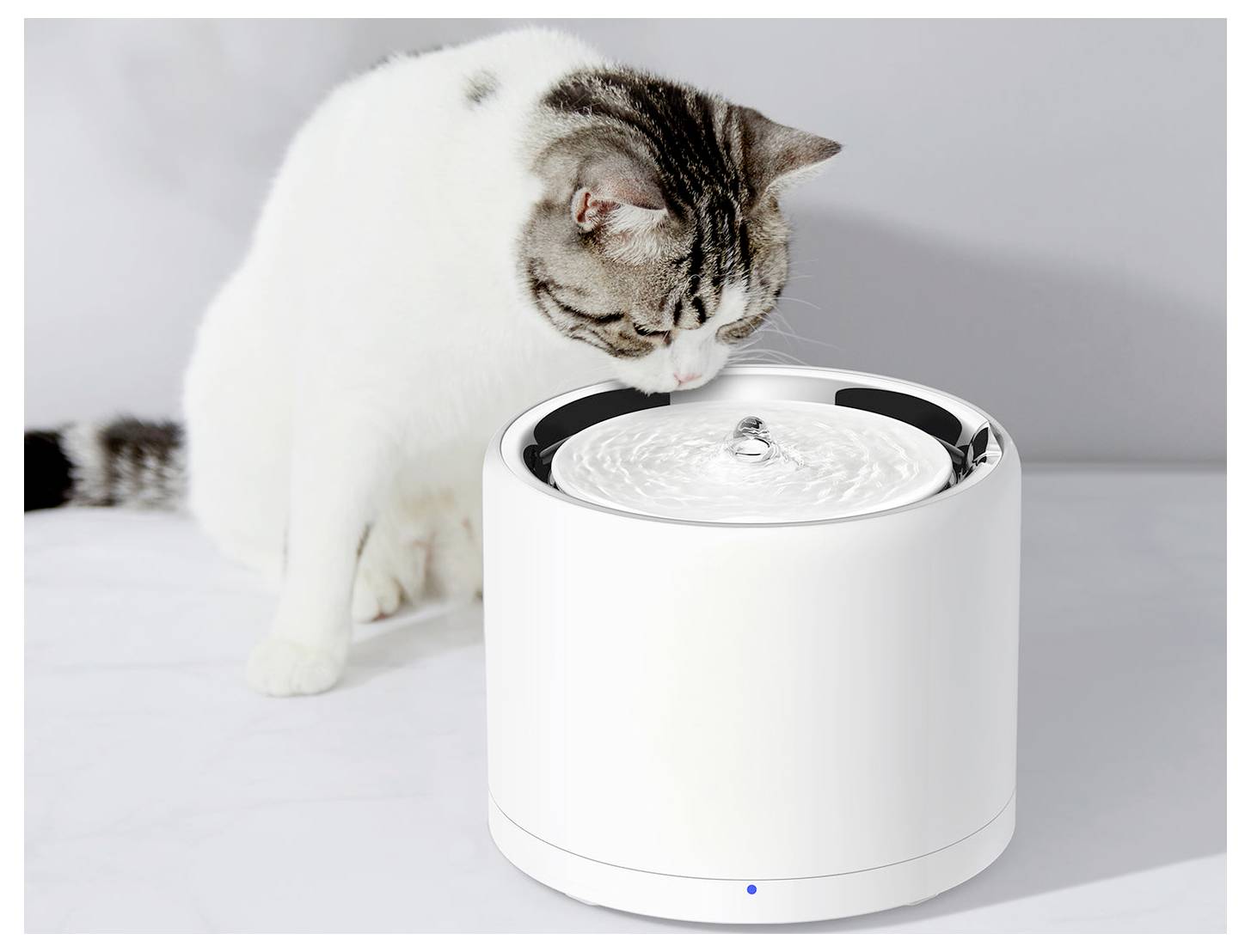 Eine Katze trinkt aus einem weißen automatischen Haustierbrunnen auf einer hellen Oberfläche.