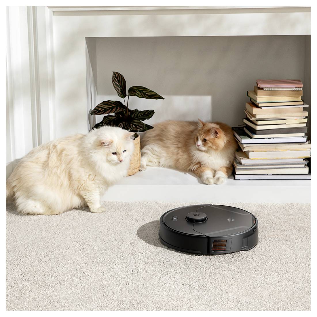 Zwei flauschige Katzen entspannen sich neben einem Bücherstapel, während ein schwarzer Roboterstaubsauger den Teppich vor ihnen reinigt.