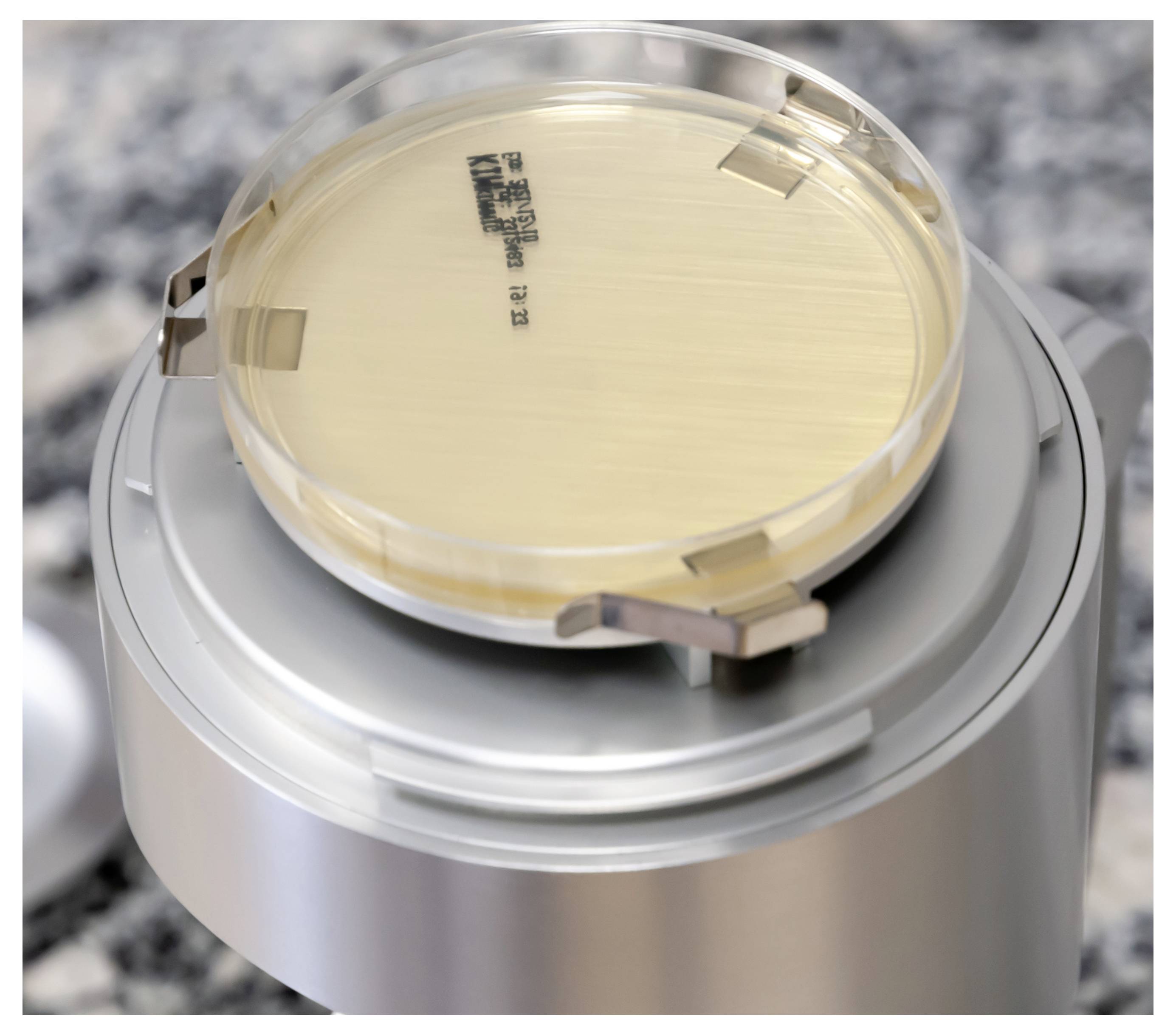 Eine Petrischale mit blassgelber Agar sitzt auf einer metallischen Laborplattform, in Nahaufnahme gezeigt.