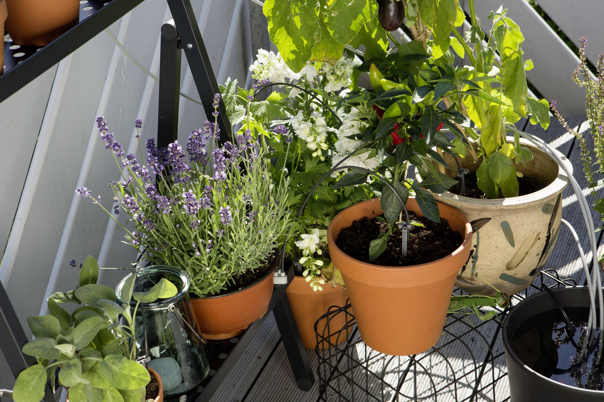 Verschiedene Kräuter und Pflanzen in Töpfen auf einer Terrasse. Lavendel und andere Pflanzen stehen dicht zusammen in der Sonne.