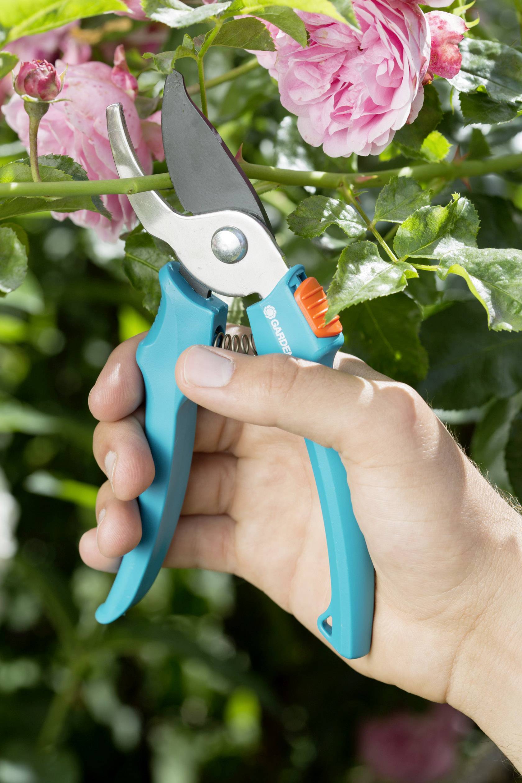 Hand hält eine blaue Gartenschere, die bereit ist, eine rosa Rose zu schneiden. Im Hintergrund sind grüne Blätter zu sehen.