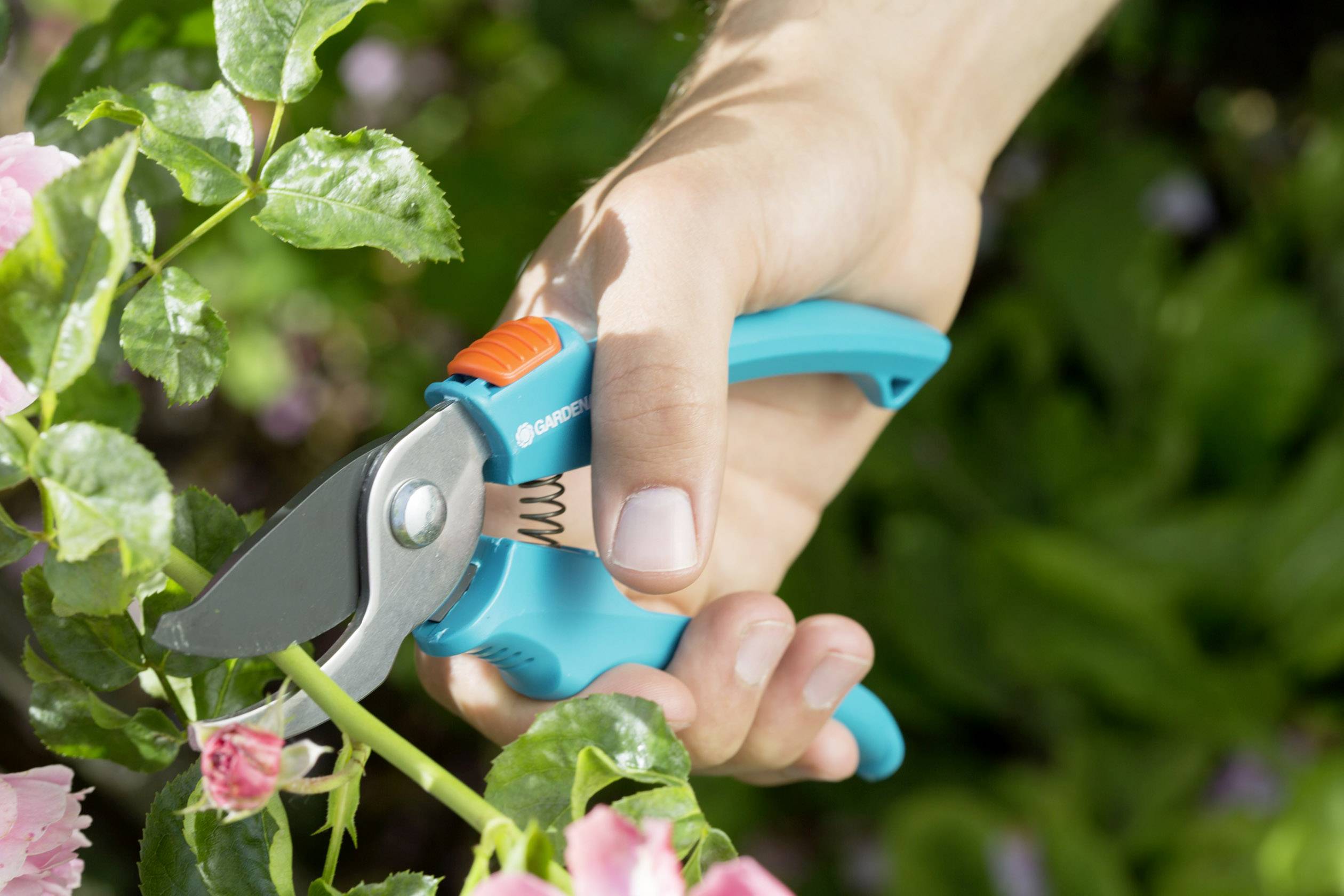 Hand hält eine blaue Gartenschere und schneidet einen Rosenstängel im Garten.