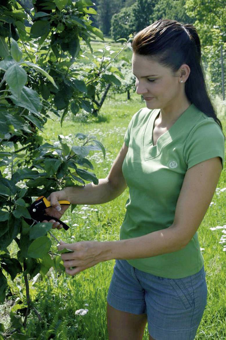 Frau in grünem T-Shirt schneidet mit einer Schere Blätter von einem Baum in einem sonnigen Garten.
