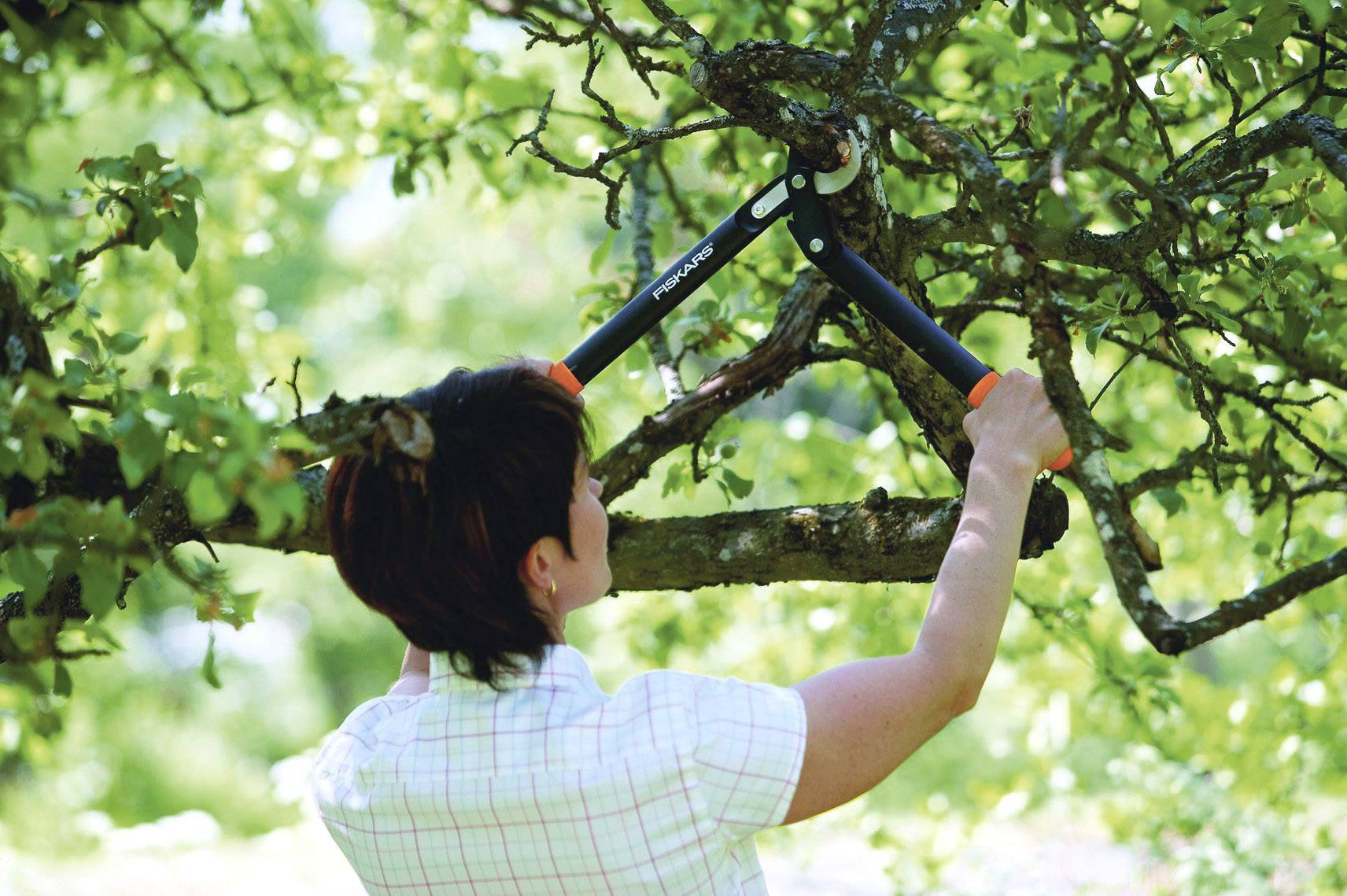 Eine Person schneidet Äste mit einer Astschere von einem Baum. Die Umgebung ist grün und scheint im Freien zu sein.