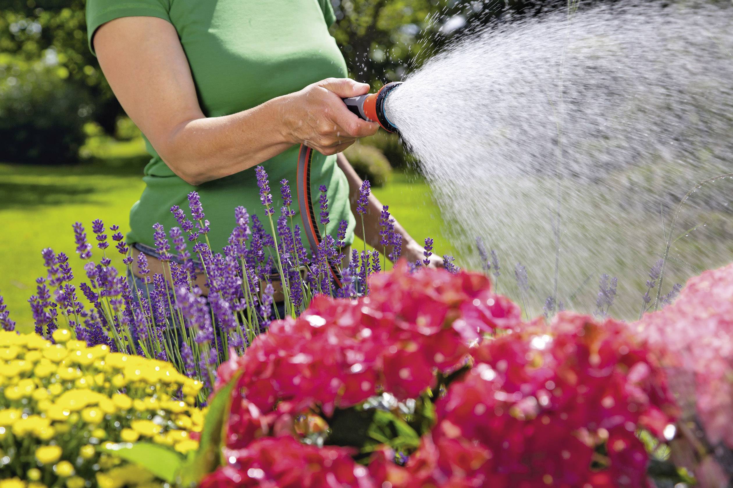 Eine Person wässert einen Garten mit bunten Blumen, darunter rote Hortensien und lila Lavendel, an einem sonnigen Tag.