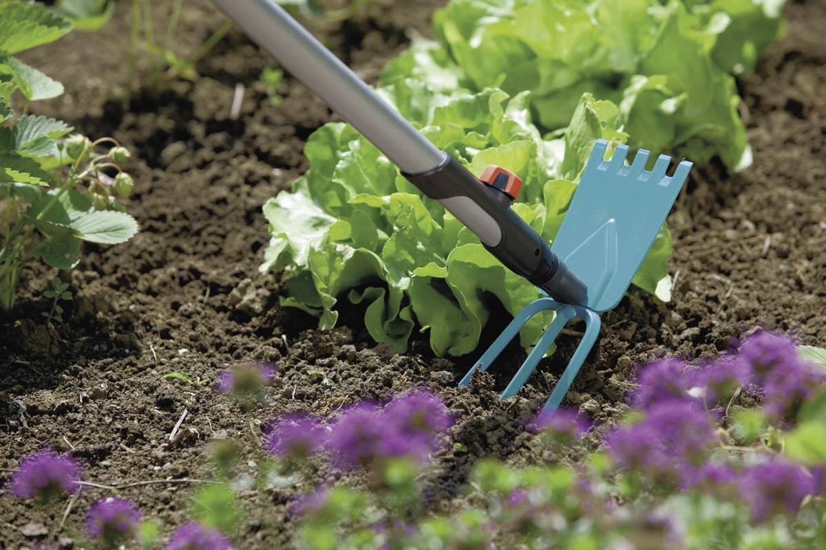 Ein Gartenwerkzeug mit blauem Griff bearbeitet den Boden vor grünem Salat. Im Vordergrund sind unscharfe lila Blumen zu sehen.