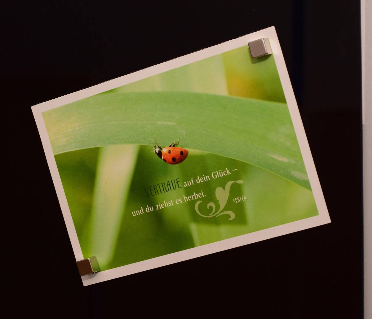 Ein Marienkäfer auf einem grünen Blatt. Der Text sagt: 'Vertraue auf dein Glück – und du ziehst es herbei.'