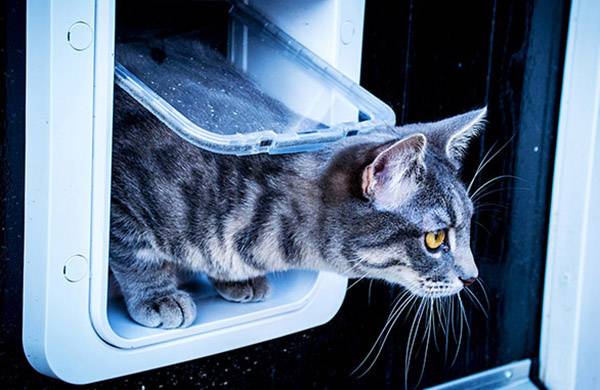 SureFlap Mikrochip Cat door Haustierklappe WeiB 1 St. kaufen