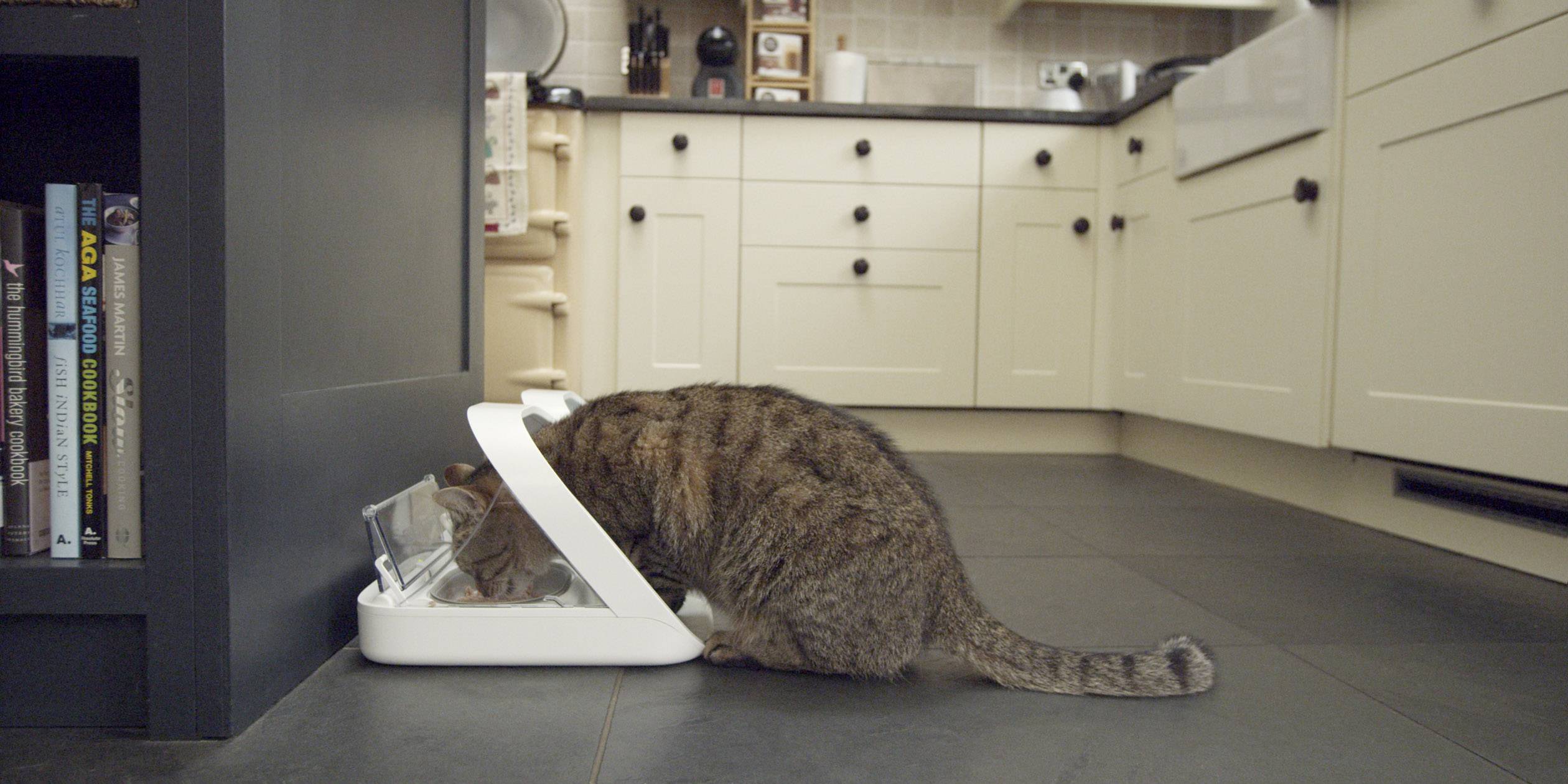 'Katze frisst aus einem Futternapf in einer modernen Küche mit hellem Mobiliar. Bücherregal und Küchengeräte im Hintergrund.'