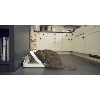 'Katze frisst aus einem Futternapf in einer modernen Küche mit hellem Mobiliar. Bücherregal und Küchengeräte im Hintergrund.'