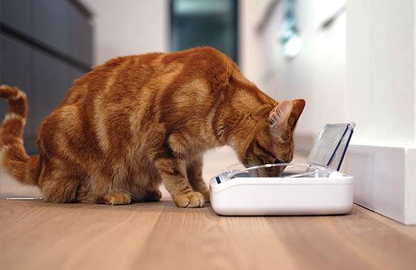 Eine orangefarbene Katze frisst aus einem weißen Futterautomat auf einem Holzboden in einem modernen, hellen Raum.