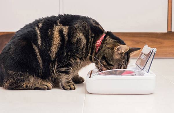 Eine Katze mit rotem Halsband frisst aus einem Futternapf mit Deckel in einer Küche.