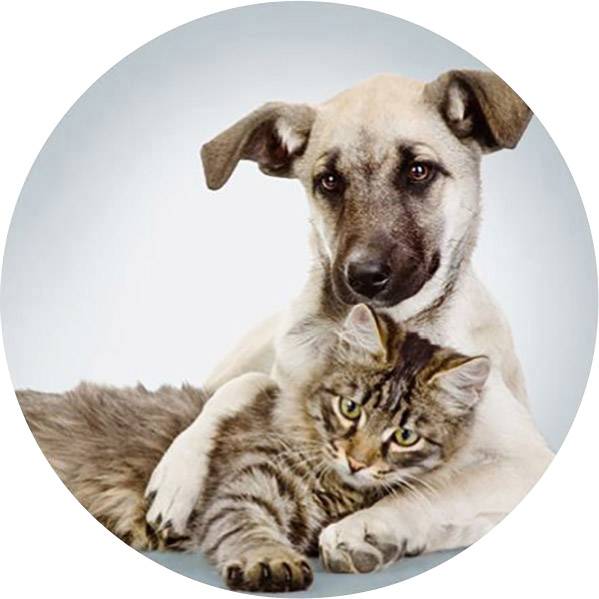 Ein Hund und eine Katze liegen eng aneinander. Der Hund umarmt die Katze leicht mit einer Pfote.