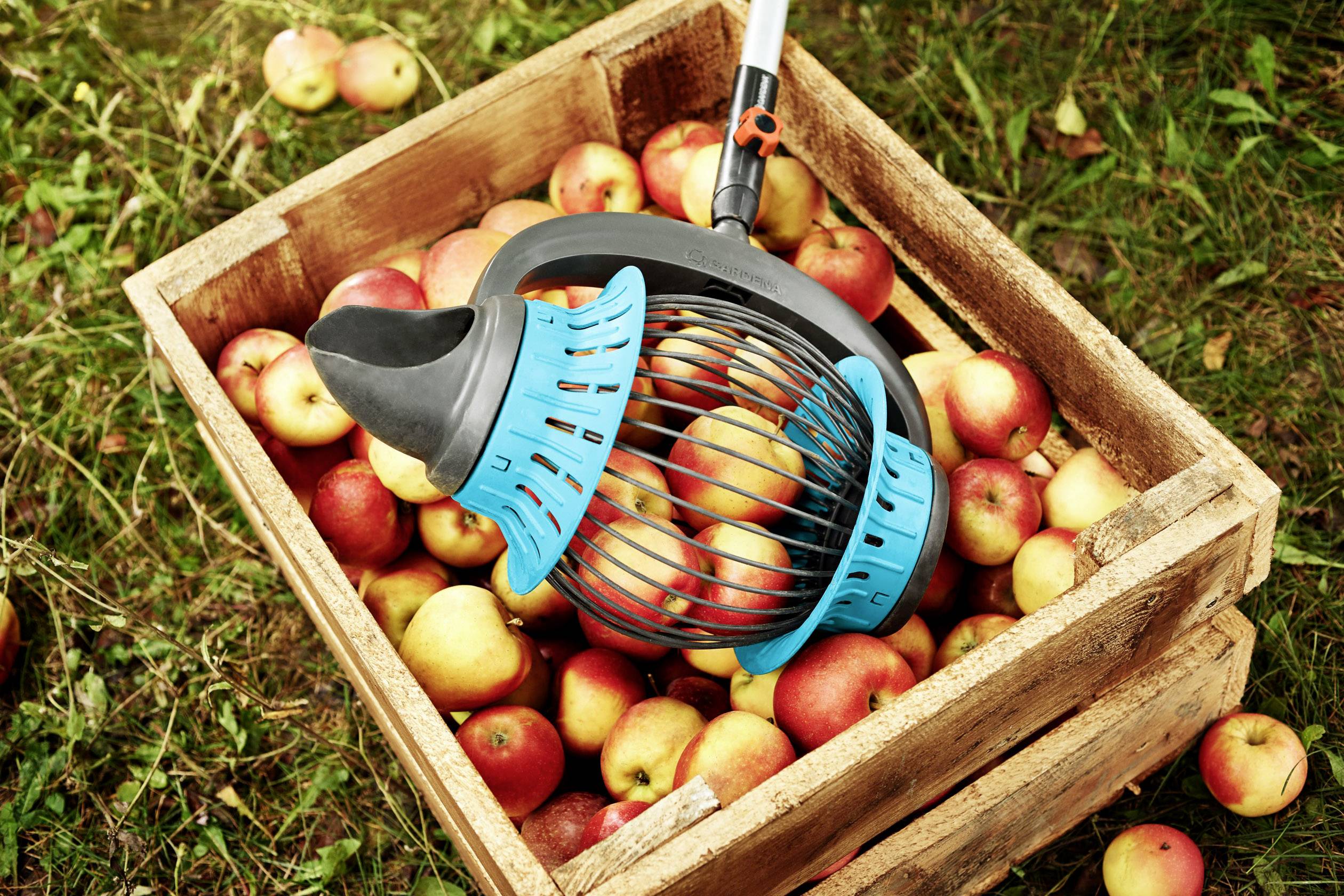 Ein Gartenwerkzeug mit blauem Korb liegt in einer Holzkiste voller Äpfel auf Gras. Es dient dem einfachen Aufsammeln von Obst.
