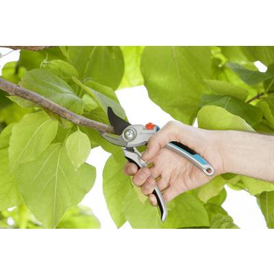 Eine Hand schneidet mit einer Gartenhandschere einen Ast von einem Baum mit großen grünen Blättern ab.