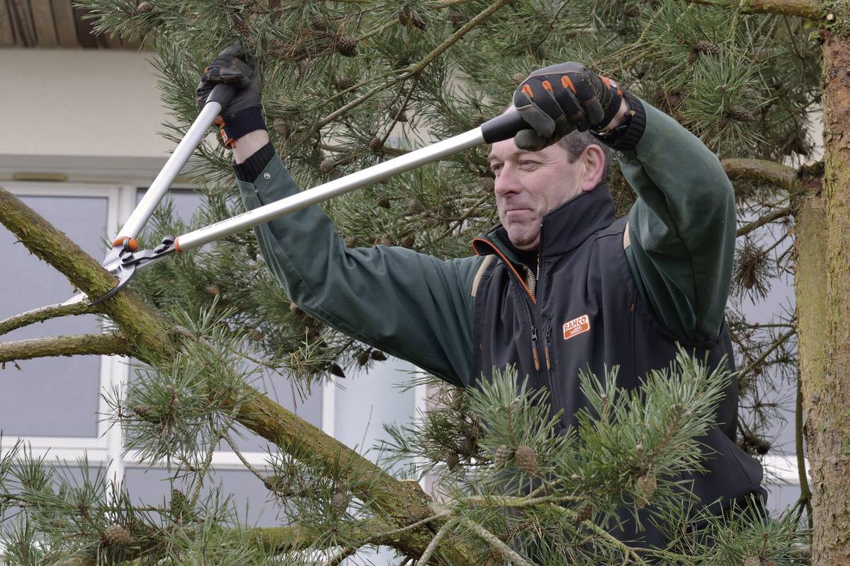 Eine Person schneidet mit einer Astschere Zweige von einem Kiefernbaum ab. Sie trägt Arbeitskleidung und Handschuhe.