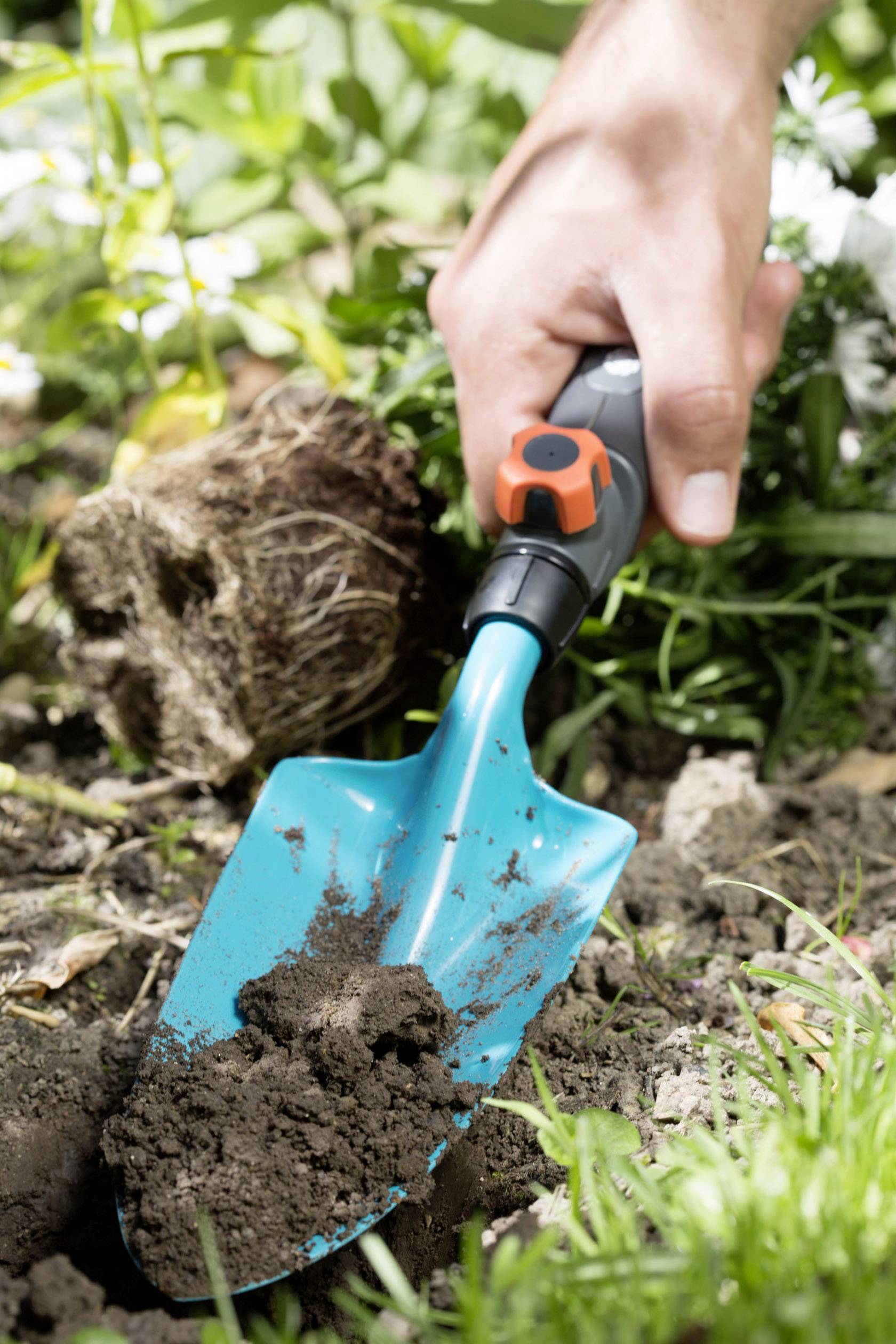 Ein Mensch gräbt mit einer blauen Handschaufel Erde im Garten um, umgeben von Pflanzen und Gras.