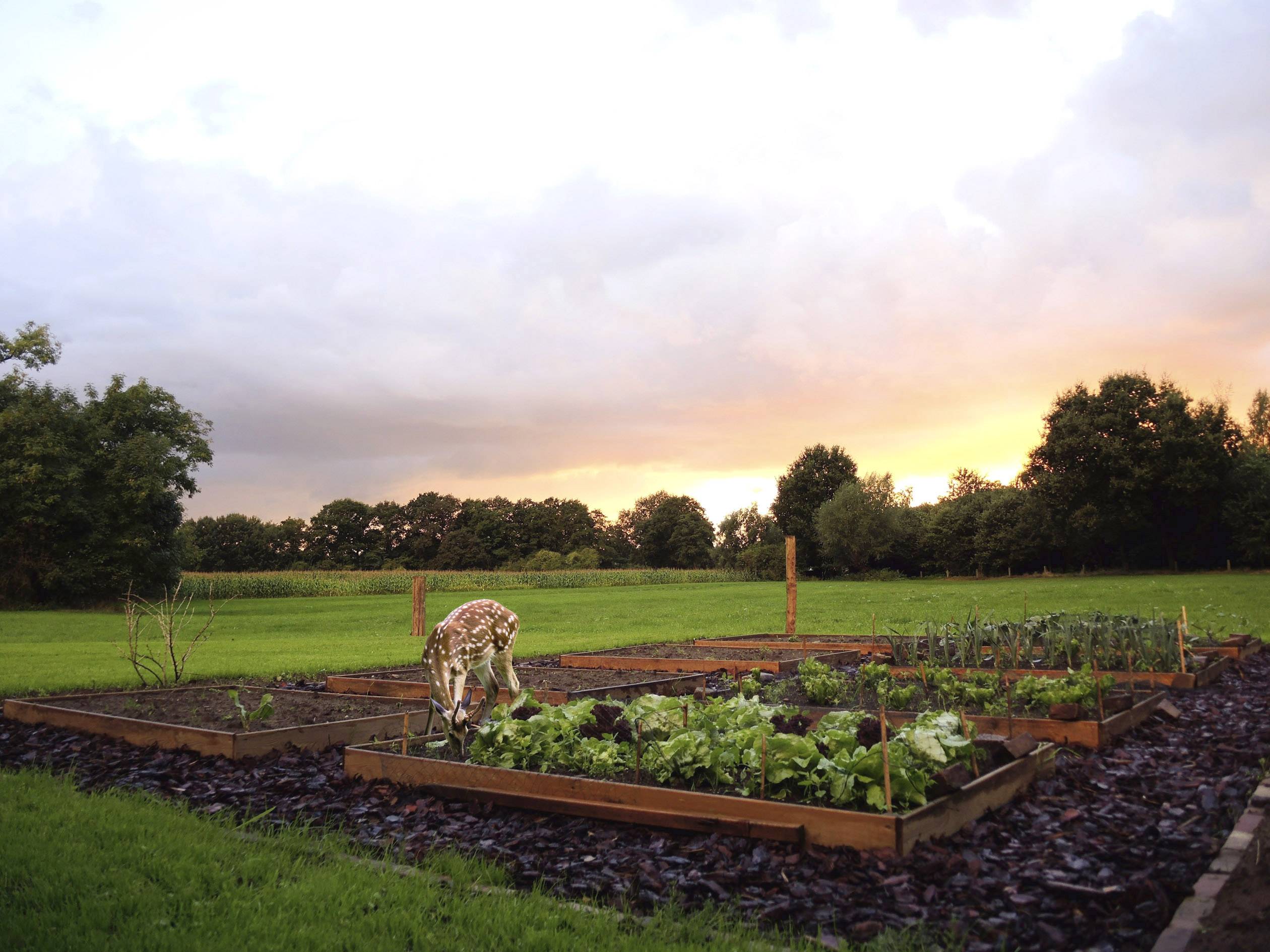 Gardigo Water PIR Schädlingsvertreiber Funktionsart Wasserstrahl Wirkungsbereich 60 m² 1 St.-7