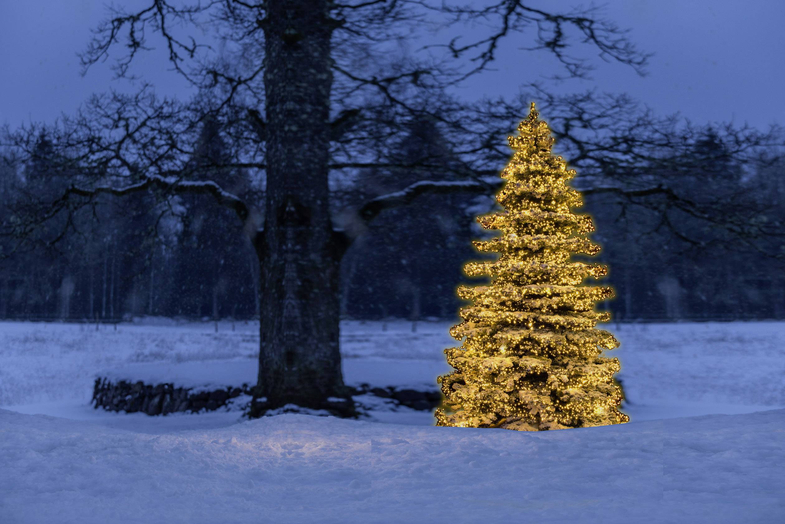 Ein geschmückter Weihnachtsbaum leuchtet im Schnee vor einem großen, kahlen Baum in der Dämmerung. Winterliche, ruhige Atmosphäre.