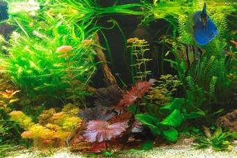 Aquarium mit bunten Fischen und üppiger Pflanzenwelt. Verschiedene Pflanzenarten und bunte Fische schaffen eine lebendige Szenerie.