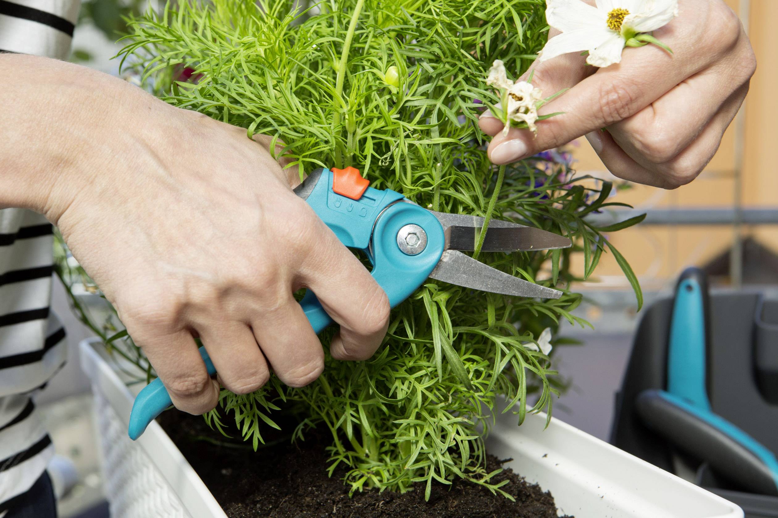 Eine Person schneidet mit einer Gartenschere verblühte Blüten von einer Pflanze ab. Im Hintergrund sind grüne Blätter zu sehen.