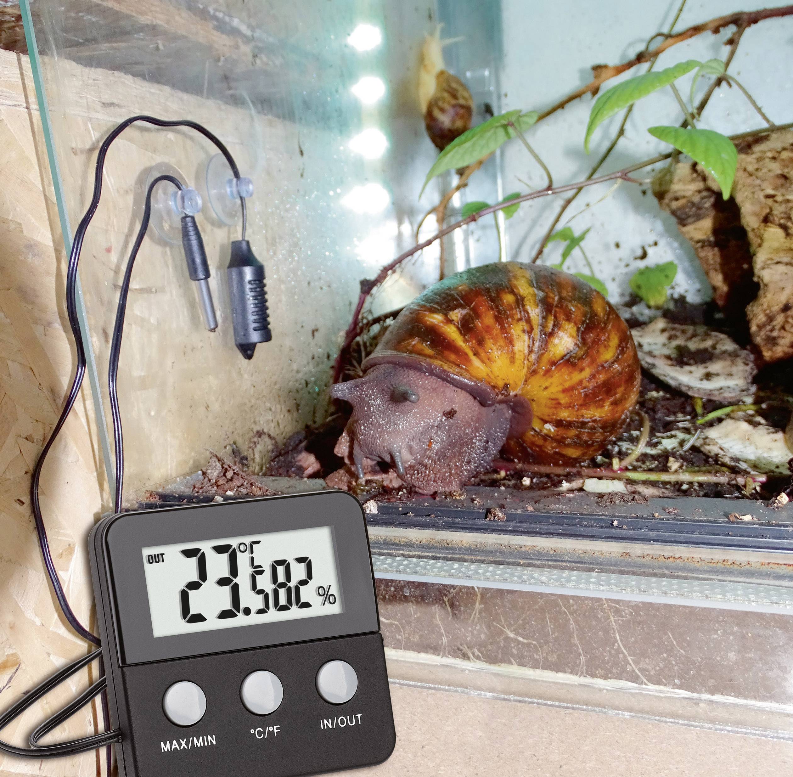 Eine große Schnecke in einem Terrarium mit Pflanzen. Ein digitales Thermometer zeigt 27,6 Grad Celsius und Luftfeuchtigkeit von 80 %.