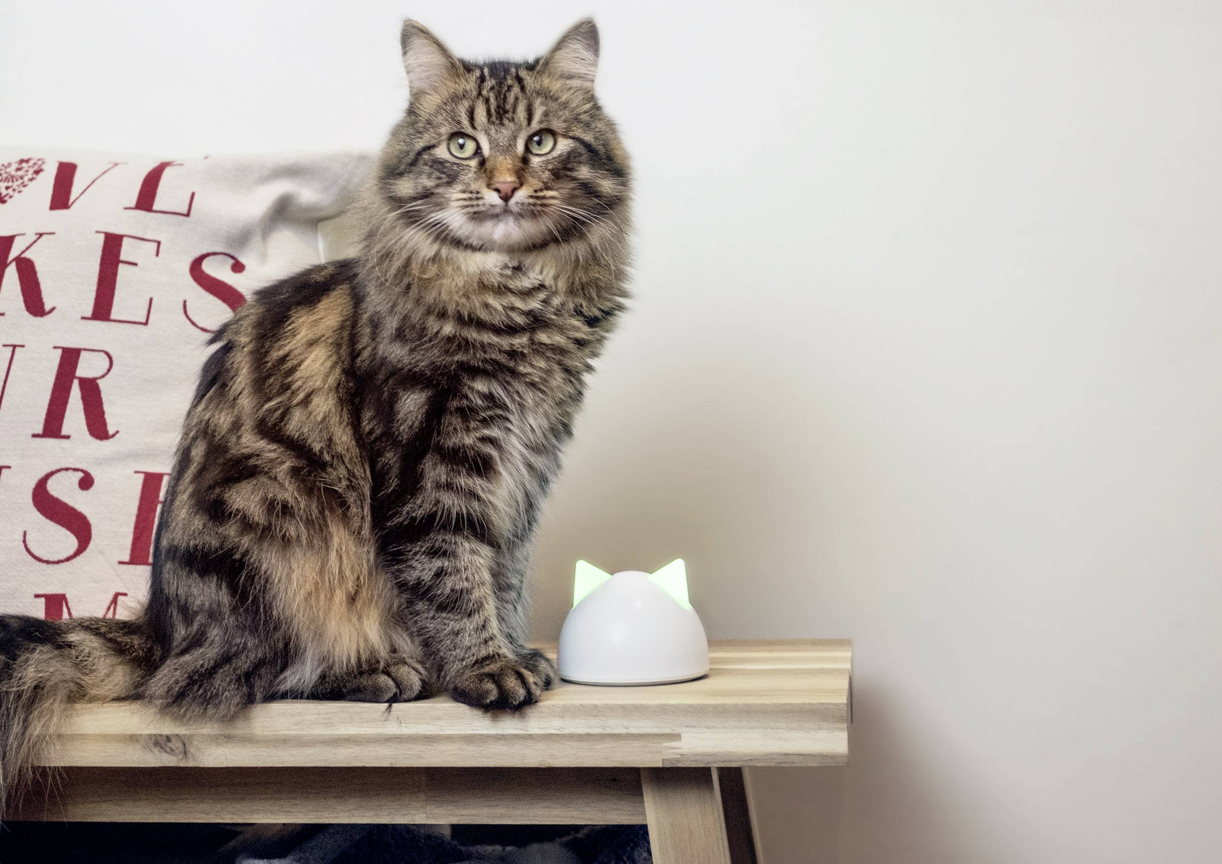 Eine getigerte Katze sitzt auf einem Holztisch neben einem kleinen weißen Gerät mit leuchtenden Katzenohren. Im Hintergrund ein Kissen mit roter Schrift.