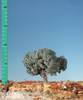Silhouette 245-12 Baum Olivenbaum 1 St.
