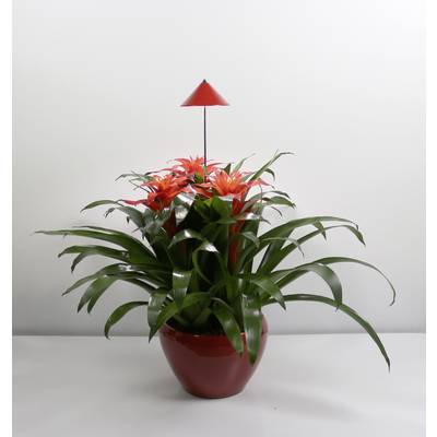 Eine rote Pflanze in einem roten Blumentopf mit grünen Blättern, dekoriert mit einem kleinen roten Schirm auf einem Stab.