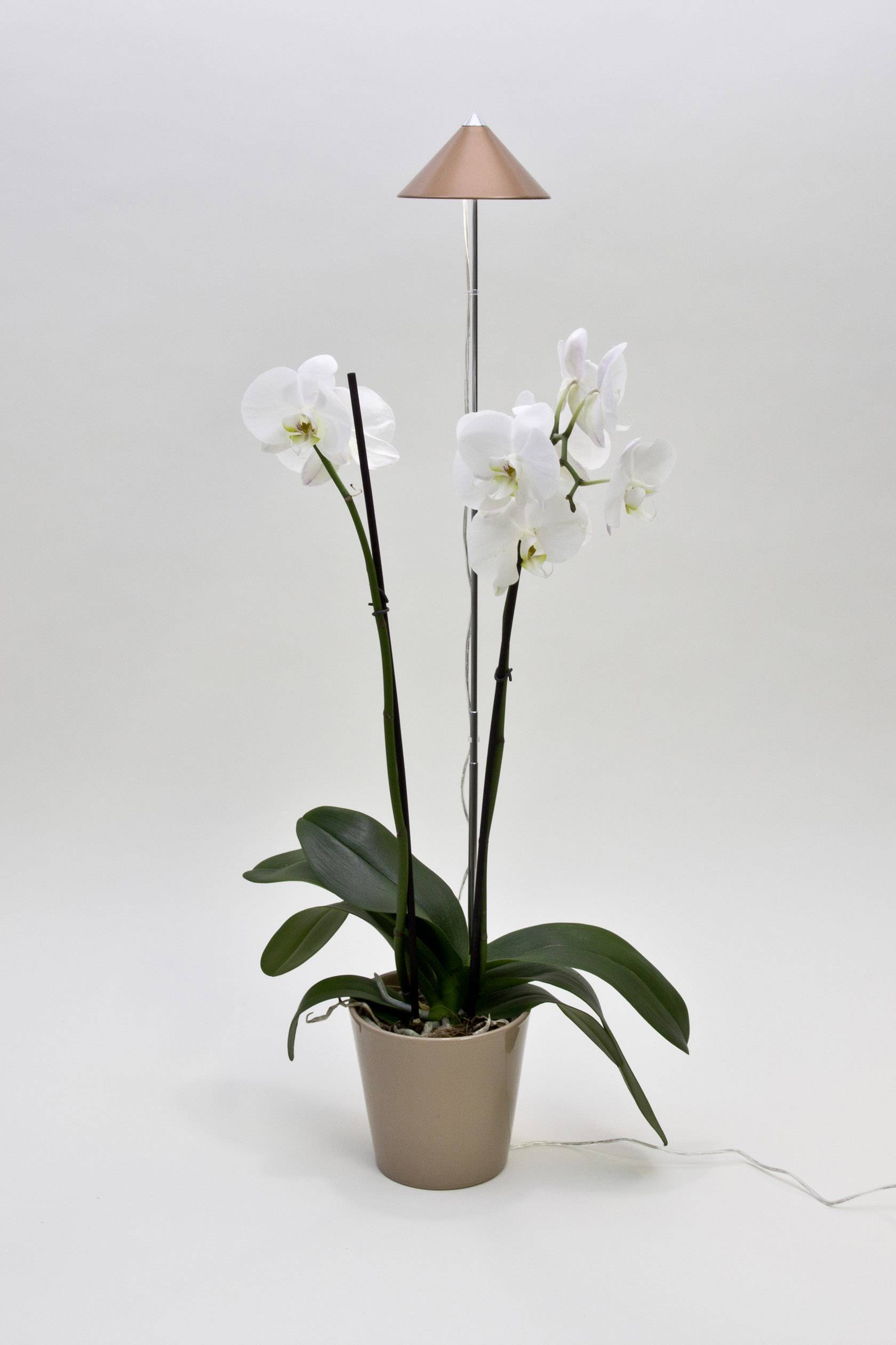Weiße Orchidee in einem braunen Topf, beleuchtet von einer Lampe mit kupferfarbenem Schirm, vor neutralem Hintergrund.