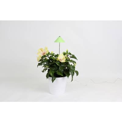 Ein weißer Blumentopf mit grünem Hibiskus und gelben Blüten. Oben ragt eine kleine grüne Lampe heraus.