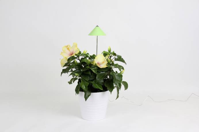 Pflanzenlampe direkt im Blumentopf angebracht