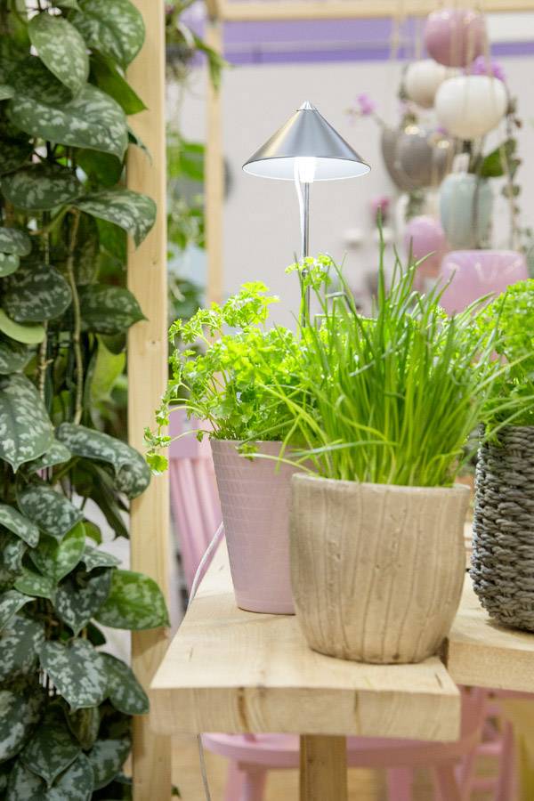 Mit Pflanzenlicht können auch Kräuter in ihrem Wachstum unterstützt werden