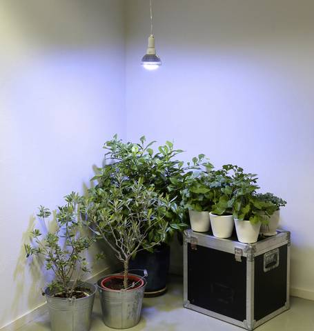 Pflanzen können mit Hilfe von Pflanzenlampen ideal überwintert werden