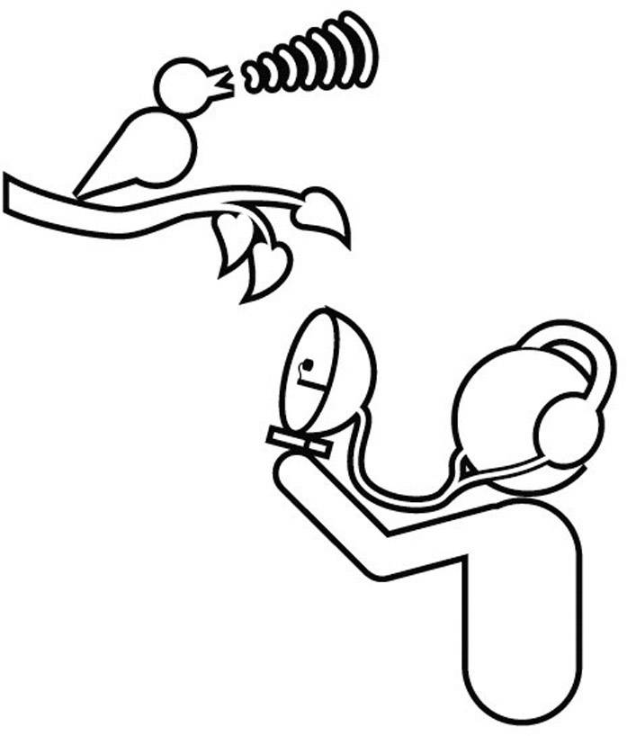 Person mit Kopfhörern zeichnet Vogelgesang auf. Der Vogel sitzt auf einem Ast und singt.