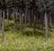 Wald mit hohen, schlanken Bäumen und dichtem, grünem Bodenbewuchs. Sonnenlicht dringt leicht durch die Baumkronen.